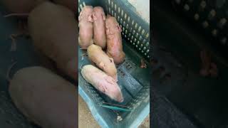 Pig given birth to pigglets  pigfarmvideo pigbirth youtubeshorts shortsfeed shorts short [upl. by Atsed]