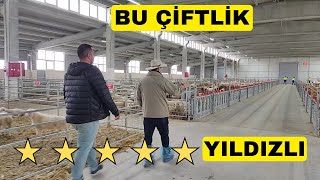 5 YILDIZLI SÜT KOYUN ÇİFTLİĞİ Türkiyenin En İyisi [upl. by Lemrac304]