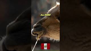 Vicuna Vicugna Vicugna  National Animal Symbol of Peru shorts [upl. by Sarid]