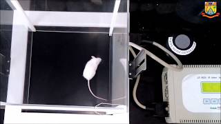 IRActimeter Panlab I Actophotometer Test I Mouse Locomotion Study I Behavioral Study I Harvard [upl. by Lind]