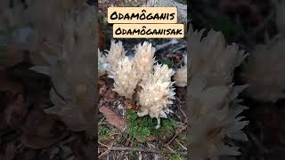 How to Say Ghost Plant Indian Pipe or Monotropa Plant Abenaki Language ôdamô wabanaki abenaki [upl. by Bobina]