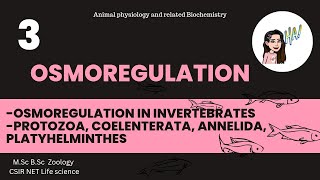 3 Osmoregulation in Invertebrates Protozoa Coelenterata Annelida  Arthropoda MSc CSIRNET [upl. by Naples]