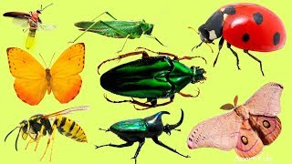 Learn Name and Sounds of Insects for Children  Teach Insects in English [upl. by Ardnued]