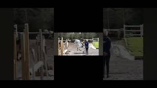 Harlows worst fall edit equastrian horseriding jumping panda fail connemara scary grey [upl. by Sadira]