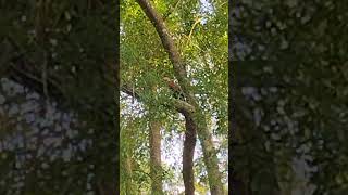 Black Bellied Whistling Duck in an Oak Tree [upl. by Hort]