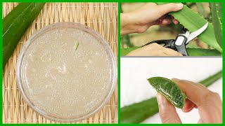 How to Make Aloe Vera Gel at Home  Easiest Way [upl. by Bibbie]