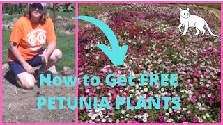 Growing Free Petunia Plants from Self Sowed Seed Year Before  Transplanting Petunias [upl. by Zanas730]