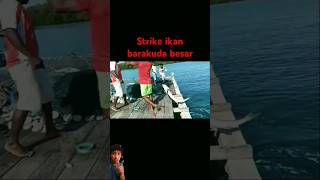 Mancing dari atas jembatan dan strike ikan Barakuda besar [upl. by Adnotal]