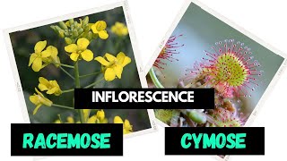 Inflorescence  Racemose  Cymose  Difference between Racemose and Cymose [upl. by Acemahs]