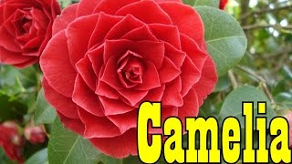 Mondini Plantas Como Cultivar Camelia [upl. by Annaihr559]