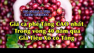 Giá cà phê hôm nay ngày 132024 Tăng CAO kỷ lục Giá tiêu hôm nay Tăng [upl. by Nnyleve]