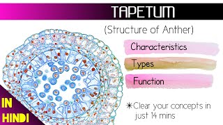 TAPETUM Tapetum Types amp Function Sexual Reproduction in Flowering plants BotanyTv [upl. by Araf877]