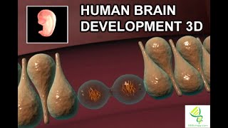 Human brain development in 3D Brain Cortex [upl. by Nairadas]