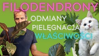 FILODENDRONY Philodendron Oczyszczają powietrze ale jak z kotami [upl. by Nesral722]