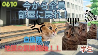 【導入期】訓練開始part１ ＃猫ミーム ＃猫ミーム [upl. by Kosey]