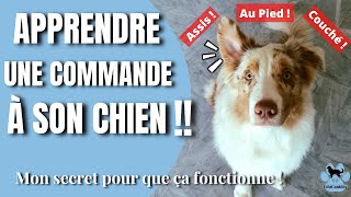 Apprendre une commande  un ordre à son chien [upl. by Loeb]