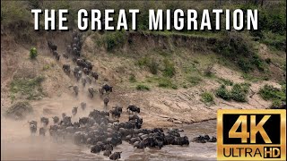 The Great Migration  Wildebeest Migration from the Serengeti to the Masai Mara Crossing Mara River [upl. by Hotze]