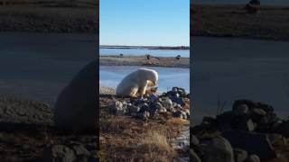 Polar bear petting dog [upl. by Brigid536]