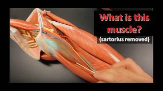 leg muscles anatomical models practical exam practice [upl. by Ailaroc]