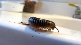 Florida Ivory Millipede  Chicobolus spinigerus [upl. by Atahs157]