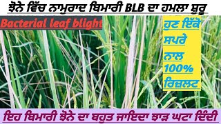 Bacterial leaf blight BLB ਦਾ ਸਬ ਤੋਂ ਵਧੀਆ ਹੱਲ 100 ਰਿਜ਼ਲਟ paddy agriculture kheti farming farm [upl. by Lajib]