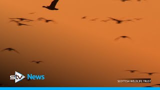 Tens of thousands of pinkfooted geese flock to reserve [upl. by Oliver180]