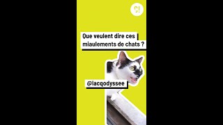 Comprendre les miaulements des chats [upl. by Monteria928]