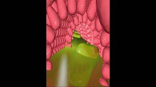 Digestive system small intestine villi 2 3D Animation [upl. by Dagall]