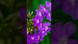 Wingstem Garden Pholx amp Jewelweed Flowers in Asheville 91524 nature flowers [upl. by Giffard856]