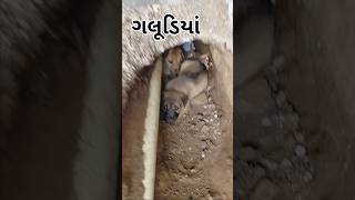 Maro pelo mini vlog Peli વાર મિની vlog બનાવો pruthvivlog1204 [upl. by Allen]