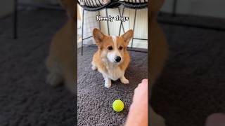 Corgi had an emotional breakdown [upl. by Harding700]