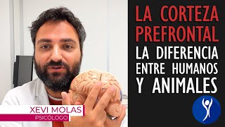 La corteza prefrontal cerebral el área del cerebro que nos hace humanos [upl. by Bred]