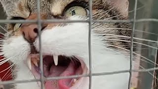 1 hour Cat Meows Compilation [upl. by Giles]