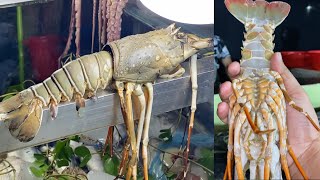 Eating Big Lobster Roasted Red Snapper Fish Octopus Crab  Seafood Feast at Coxs Bazar [upl. by Hahnke]