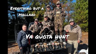 Everything But a MALLARD VA PUBLIC QUOTA HUNT [upl. by Sivrahc]