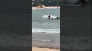 Large shark spotted near swimmers at Sydney beach prompting closure [upl. by Annitsirhc]