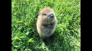 Meet Beatrice the adorable orphan baby beaver rescued in Kentucky [upl. by Farhsa814]