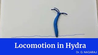 Locomotion in Hydra [upl. by Kohler]