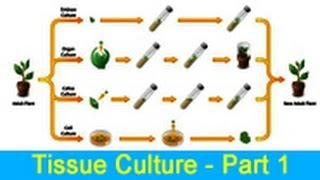 Biology Learn about Tissue Culture  Part 1 [upl. by Ashlin]