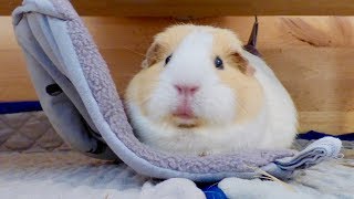 10 Reasons Why You Should Get Guinea Pigs [upl. by Iccir472]