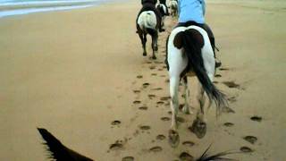 Galloping horses on the Beach [upl. by Kleper]