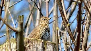 Song Thrush Turdus philomelos [upl. by Rillis216]