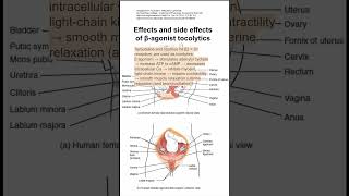 Effects and side effects of βagonist tocolytics [upl. by Filberte]