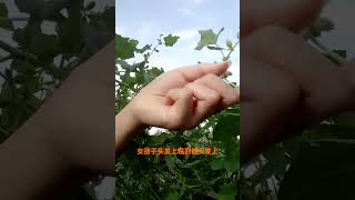 你不知道的植物小知识？音乐是爱给网免费提供 [upl. by Earised]