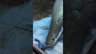 Arapaima feeding chickens and snakeheads shorts viral trending [upl. by Rosenstein182]