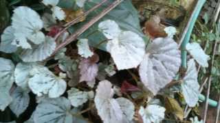 Rex Begonia with silver color leaves [upl. by Nwahsak]