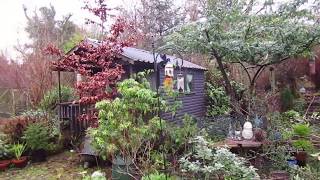 Winter Pruning and Coppicing Hazel Willow and Cotoneaster [upl. by Siclari146]