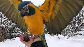 BLUETHROAT MACAW IN FREE FLIGHT 🦜 MUST SEE [upl. by Tracy]