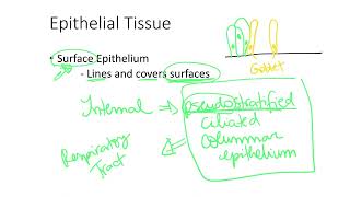 Dr Benaduce Surface Epithelium Examples Tissues Lecture [upl. by Perlman637]