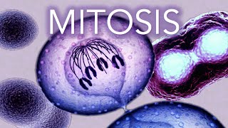 MITOSIS  MADE SUPER EASY  ANIMATION [upl. by Eanal]